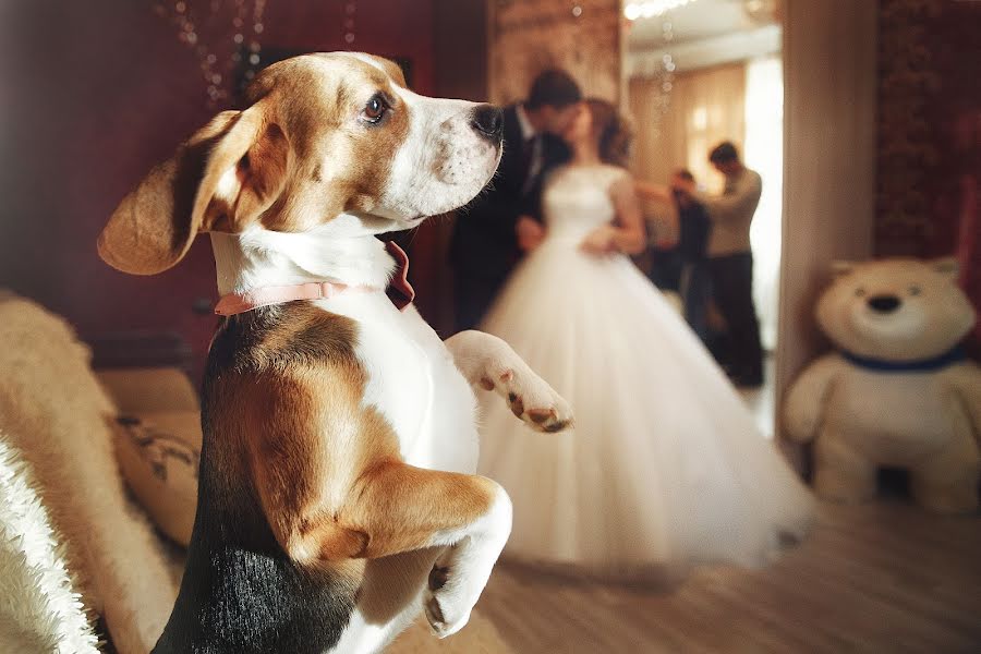 Fotógrafo de casamento Ekaterina Terzi (terzi). Foto de 20 de fevereiro 2017