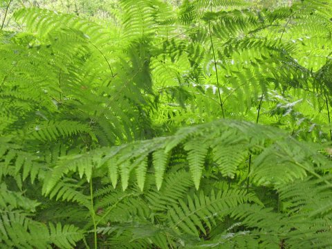 walk 27 21 ferns 