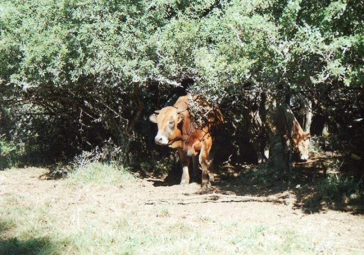 Vacances Lozère-Aveyron-Aubrac  Img333