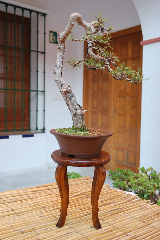 XI Exposición Invernal de bonsai de la A.S.B. Chokkan 049%25252015%252520Pinus%252520sylvestris%252520de%252520Jes%2525C3%2525BAs%252520Ortega%252520Pazo%252520-%25252021