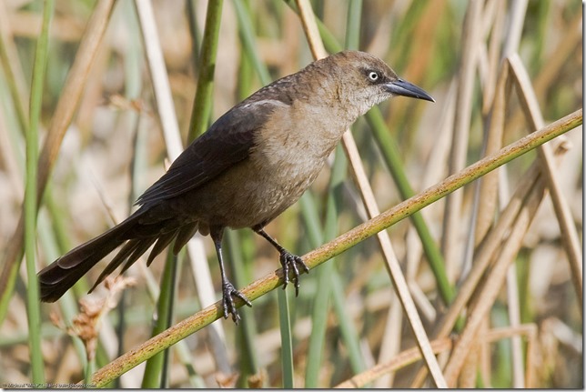 1200px-Great-tailed_Grackle_-_female