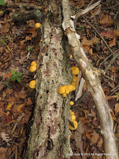 Pholiota