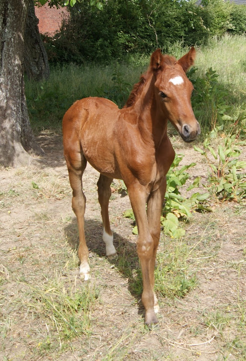 2011 Badi Farhat al hfifa  Darike x Oka el Dahman DSC06321