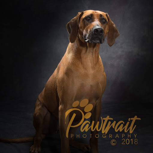 Pawtrait Photography NZ logo