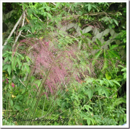 10-25-pink-muhly