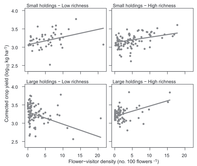 Crop yield vs. flower-visitor density. Worldwide, the benefits of flower-visitor density to crop yield are greater for smaller than larger holdings, and when flower-visitor richness is higher. Moreover, high richness can compensate this negative influence of field size. Each point is a field within a crop system; lines are the fixed-effect pre-dictions from the best hierarchical model without co-variables. Graphic: Garibaldi, et al., 2016 / Science