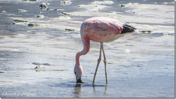 Flamingo na Laguna Hedionda