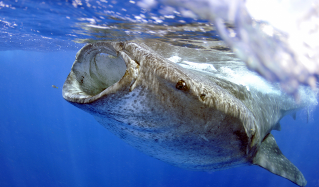 Whale shark. New IUCN Red List assessments reveal that growing human pressures on whale sharks and winghead sharks are putting these species at an increasing risk of extinction. Whale sharks and winghead sharks are now listed as Endangered. Photo: Andre Seale / IUCN Photo Library