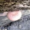 Wrinkled peach Mushroom