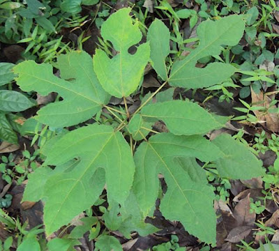 Did you know that Sandpaper tree's leaves with silica content are widely used as a source of sandpaper to smooth wood and calabashes, and to impart the last fine-grade polish to ivory apart from use in folk medicine?