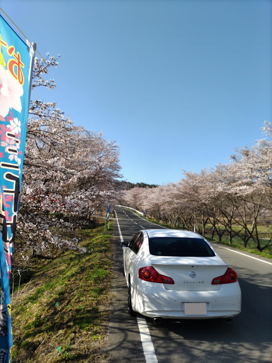 スカイラインのサクラと愛車に関するカスタム事例の投稿画像3枚目