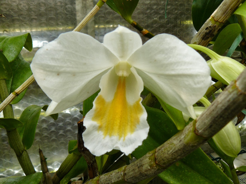 Dendrobium formosum P1030825