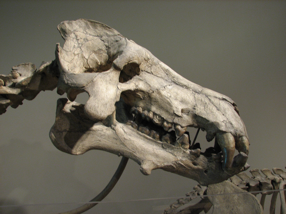 파일:external/upload.wikimedia.org/Daeodon_skull.jpg