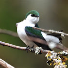 Violet-green swallow