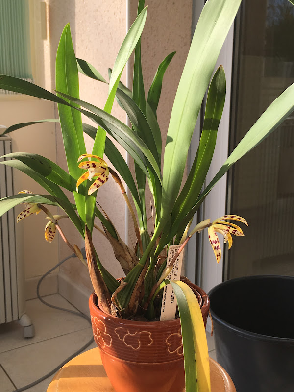 Maxillaria picta  Image