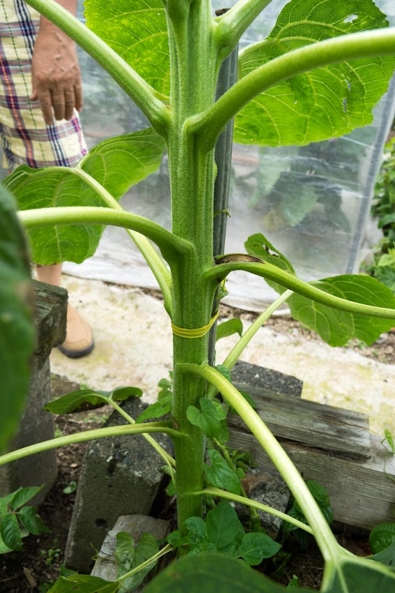 葉っぱが大きいひまわりは、茎も太い