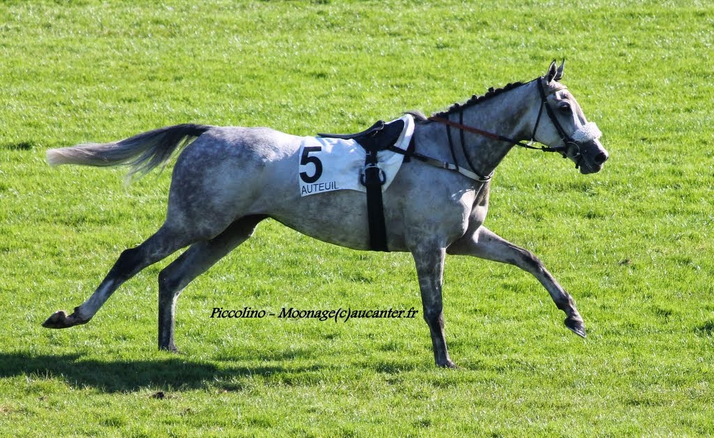 Photos Auteuil 18-10-2014 IMG_4867