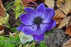 Glória Ishizaka - Hortus Botanicus Leiden - 88