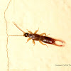 Earwigs ID?