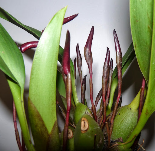 Maxillaria calantha P1370054