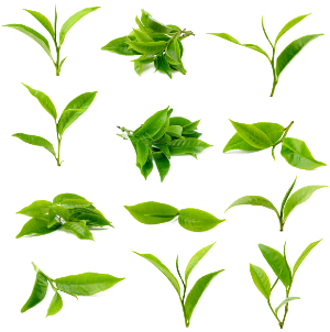 افضل اطعمة لتقوية جهاز المناعة Green tea
