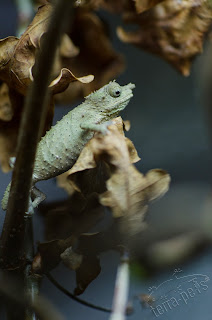 Rhampholeon acuminatus 0.1 juvenil Rhampholeon acuminatus 0.1 juvenil