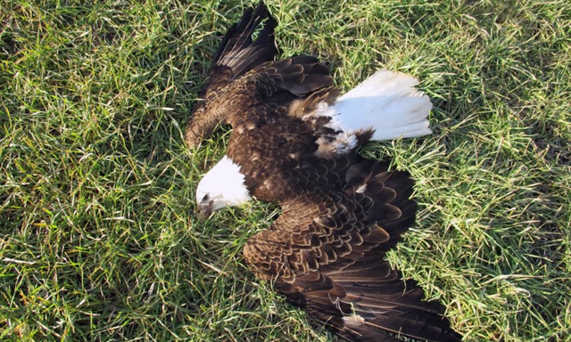 A bald eagle lies dead in Federalsburg, Maryland on 20 February 2016. Wildlife officials found that 13 bald eagles found dead in Maryland did not die from natural causes. Photo: Officer First Class Robert Karge / AP