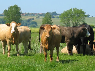 walk 25 cows 