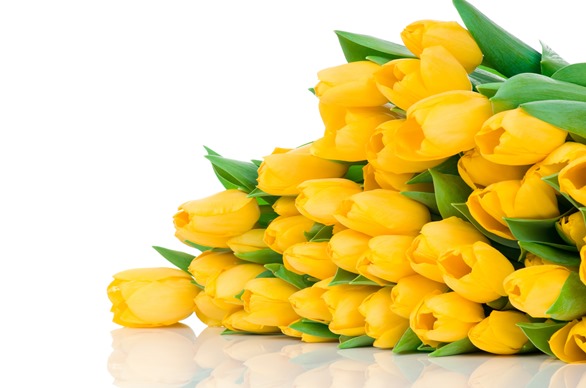 yellow-tulips-buds-flower