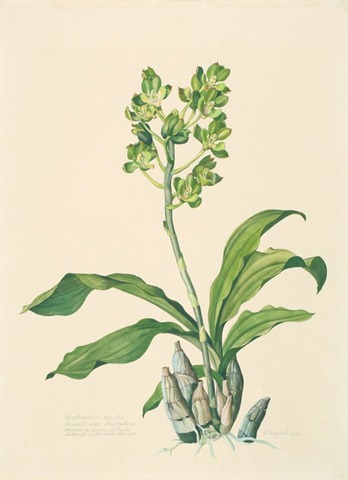 catasetum trulla var trilobatum