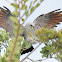 Mississippi Kite