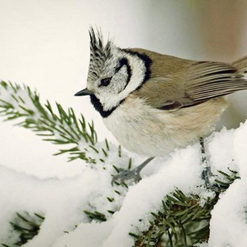 Che fine fanno gli uccelli in inverno?