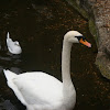 Mute Swan