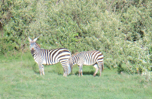 Burchell's zebra