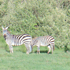 Burchell's zebra