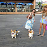 japanese girls walking their dogs in Fujisawa, Japan 