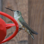 Broad tailed hummingbird