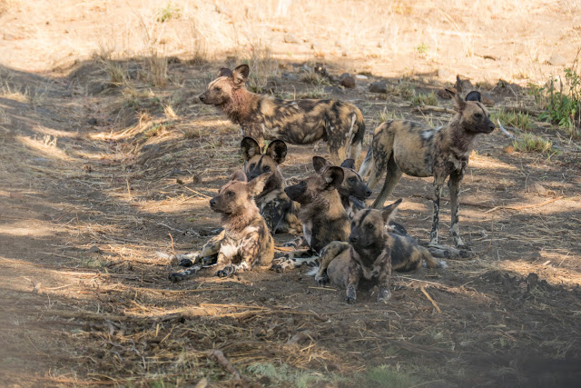 Botswana et Zimbabwe en octobre BotsZim_Oct2015_628