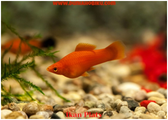 ikan platy