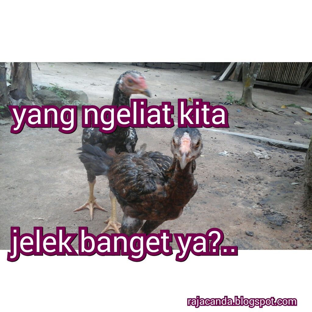 Gambar Meme Ayam 10 Meme Lucu Bubur Ayam Bikin Ketawa Sampai Lapar