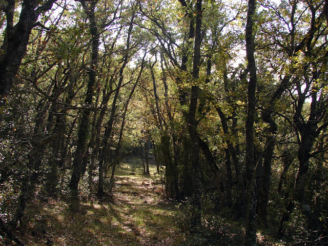 bosque de robles