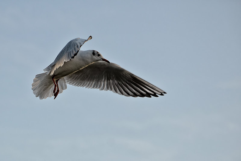 Mouettes... again D7K_1047