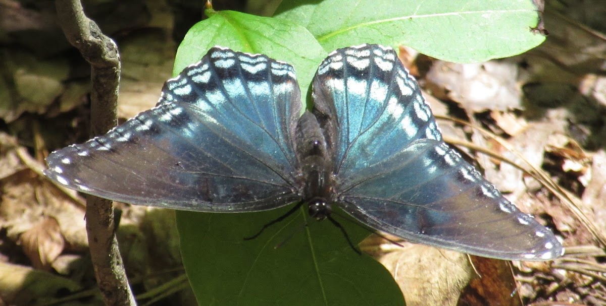 Red-spotted Purple