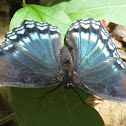 Red-spotted Purple