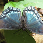 Red-spotted Purple