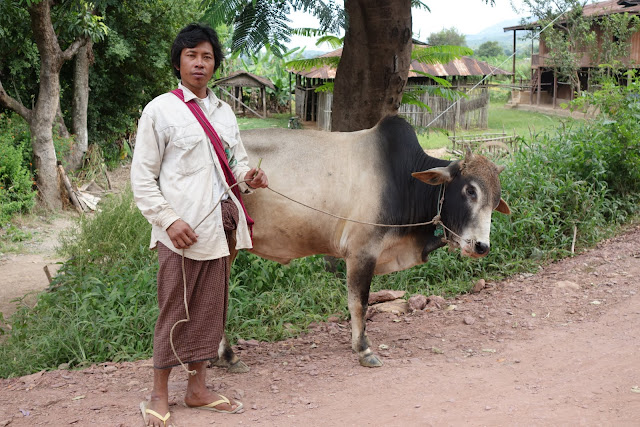 one form of transportation. From Romping on the Fertile Waters: The Bounties of Inle Lake, Myanmar