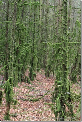 14-Mossy-forest