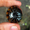 Giant Pill-millipede