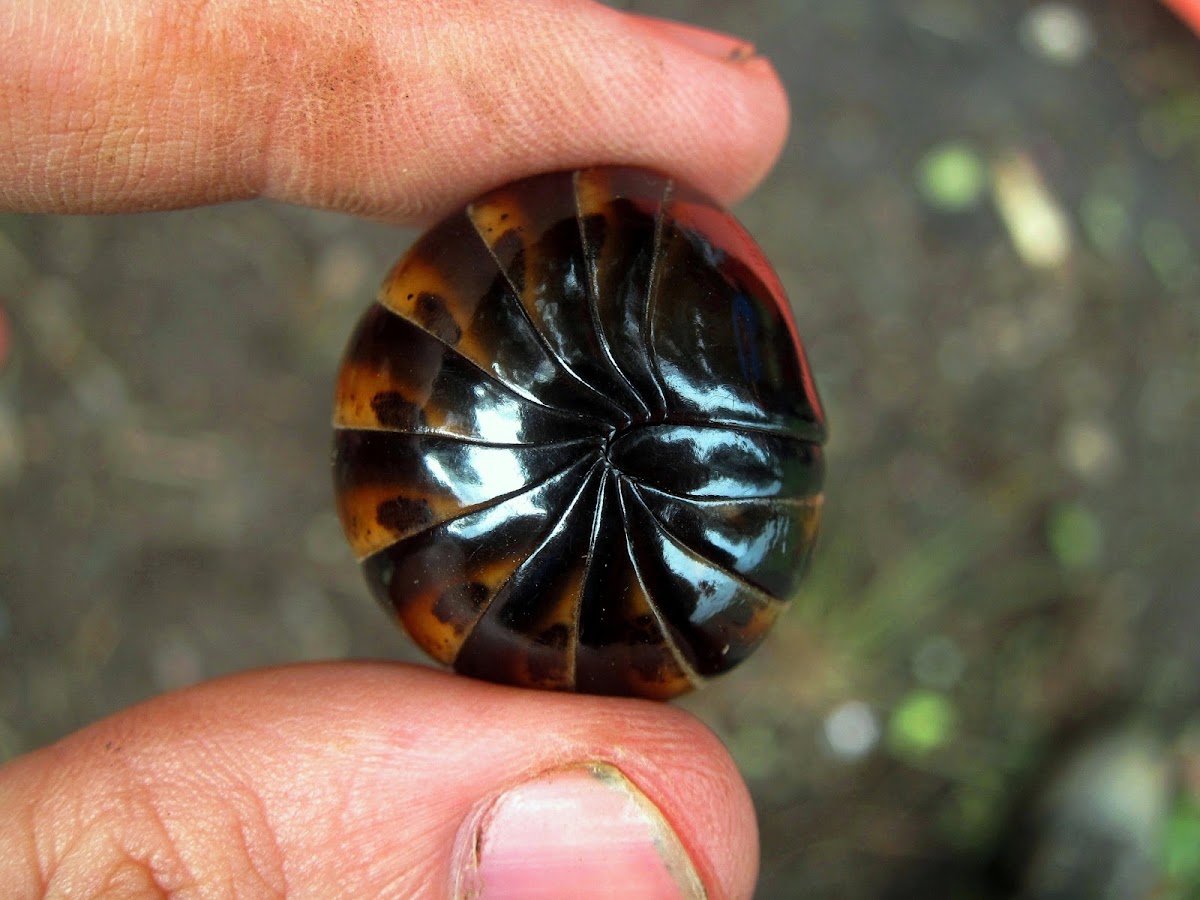 Giant Pill-millipede