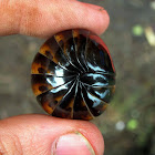 Giant Pill-millipede